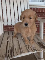 Rosie, a female Golden Retriever for sale in Westminster, SC – Photo 1 of 5