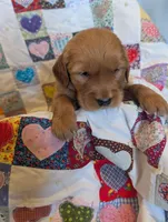 Penny, a female Golden Retriever for sale in Westminster, SC – Photo 4 of 5