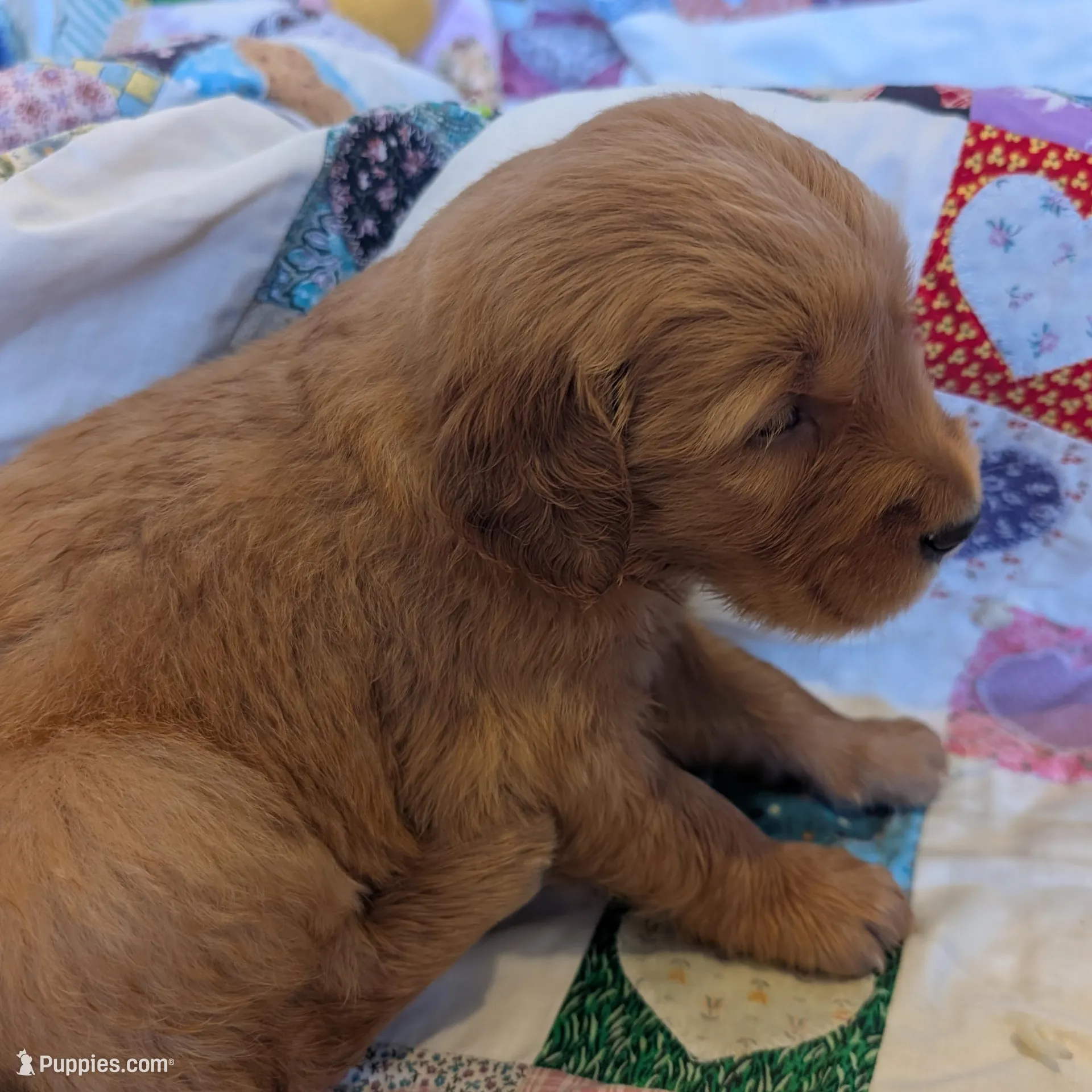 Penny, a female Golden Retriever for sale in Westminster, SC – Photo 2 of 5