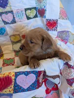 Penny, a female Golden Retriever for sale in Westminster, SC – Photo 5 of 5