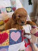 Penny, a female Golden Retriever for sale in Westminster, SC – Photo 3 of 5