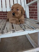 Scooter, a male Golden Retriever for sale in Westminster, SC – Photo 2 of 5