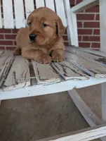 Scooter, a male Golden Retriever for sale in Westminster, SC – Photo 4 of 5