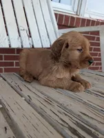 Scooter, a male Golden Retriever for sale in Westminster, SC – Photo 5 of 5