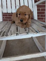 Scooter, a male Golden Retriever for sale in Westminster, SC – Photo 3 of 5