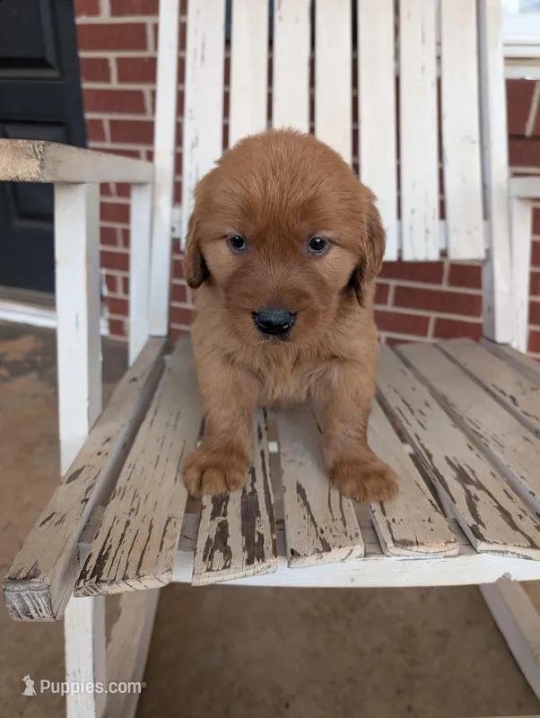 Tucker, a male Golden Retriever for sale in Westminster, SC – Photo 1 of 5