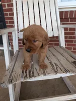Tucker, a male Golden Retriever for sale in Westminster, SC – Photo 5 of 5