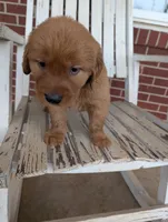 Tucker, a male Golden Retriever for sale in Westminster, SC – Photo 4 of 5