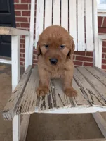 Tucker, a male Golden Retriever for sale in Westminster, SC – Photo 2 of 5