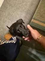 ROSIE , a female Labrador Retriever for sale in Johnston, IA – 6 of 7