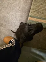 ROSIE , a female Labrador Retriever for sale in Johnston, IA – 7 of 7