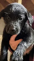 ROSIE , a female Labrador Retriever for sale in Johnston, IA – 2 of 7