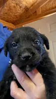 ROSIE , a female Labrador Retriever for sale in Johnston, IA – 1 of 7