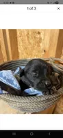 ROSIE , a female Labrador Retriever for sale in Johnston, IA – 4 of 7