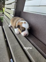 Regina , a female Pembroke Welsh Corgi for sale in Grabill, IN – 3 of 3