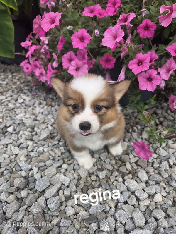 Regina  – Pembroke Welsh Corgi puppy for sale in Grabill, IN