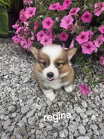 Regina , a female Pembroke Welsh Corgi for sale in Grabill, IN – 1 of 2
