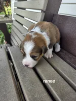 Ranea, a female Pembroke Welsh Corgi for sale in Grabill, IN – 4 of 4