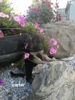 Carter, a male German Shepherd Dog for sale in Grabill, IN – 2 of 2