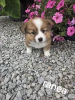 Ranea, a female Pembroke Welsh Corgi for sale in Grabill, IN – 2 of 2