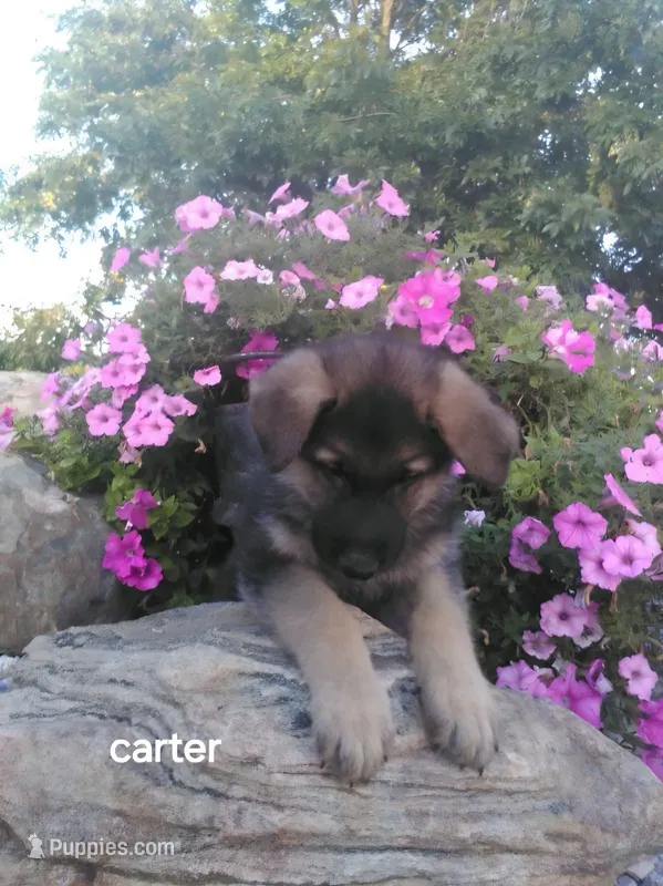 Carter – German Shepherd Dog puppy for sale in Grabill, IN
