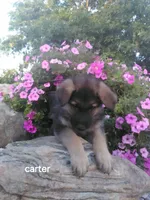 Carter, a male German Shepherd Dog for sale in Grabill, IN – 1 of 2