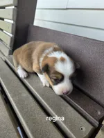 Regina , a female Pembroke Welsh Corgi for sale in Grabill, IN – 2 of 3