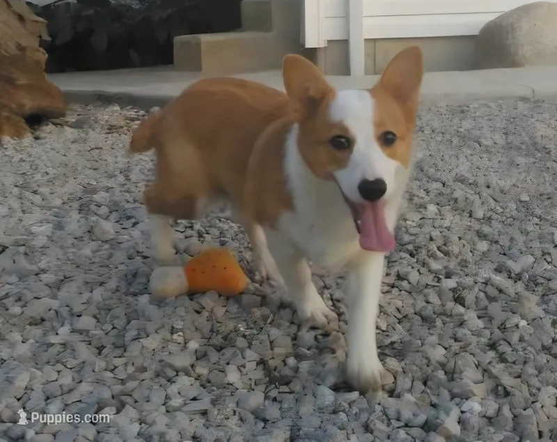 Ben – Pembroke Welsh Corgi puppy for sale in Grabill, IN