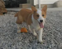 Ben, a male Pembroke Welsh Corgi for sale in Grabill, IN – 1 of 2