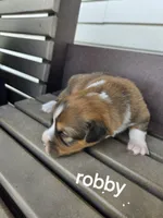Robby , a female Pembroke Welsh Corgi for sale in Grabill, IN – 3 of 3