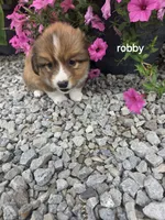 Robby , a male Pembroke Welsh Corgi for sale in Grabill, IN – 1 of 2