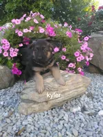 Kyler, a male German Shepherd Dog for sale in Grabill, IN – 1 of 2