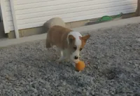 Ben, a male Pembroke Welsh Corgi for sale in Grabill, IN – 2 of 2