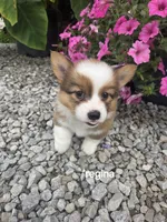 Regina , a female Pembroke Welsh Corgi for sale in Grabill, IN – 2 of 2