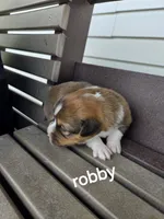 Robby , a female Pembroke Welsh Corgi for sale in Grabill, IN – 2 of 3