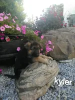 Kyler, a male German Shepherd Dog for sale in Grabill, IN – 2 of 2