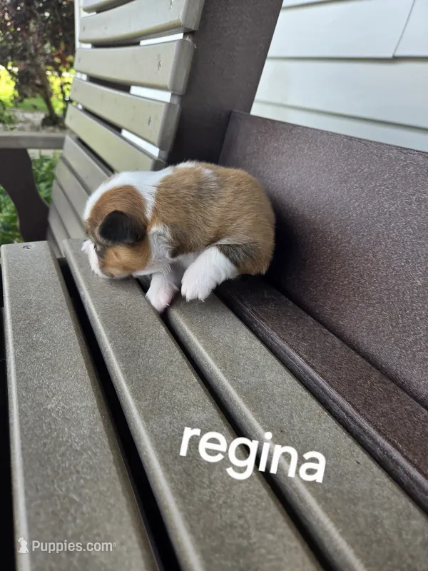 Regina  – Pembroke Welsh Corgi puppy for sale in Grabill, IN