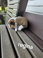 Regina , a female Pembroke Welsh Corgi for sale in Grabill, IN – 1 of 3