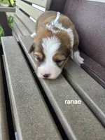 Ranea, a female Pembroke Welsh Corgi for sale in Grabill, IN – 3 of 4