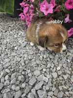 Robby , a male Pembroke Welsh Corgi for sale in Grabill, IN – 2 of 2