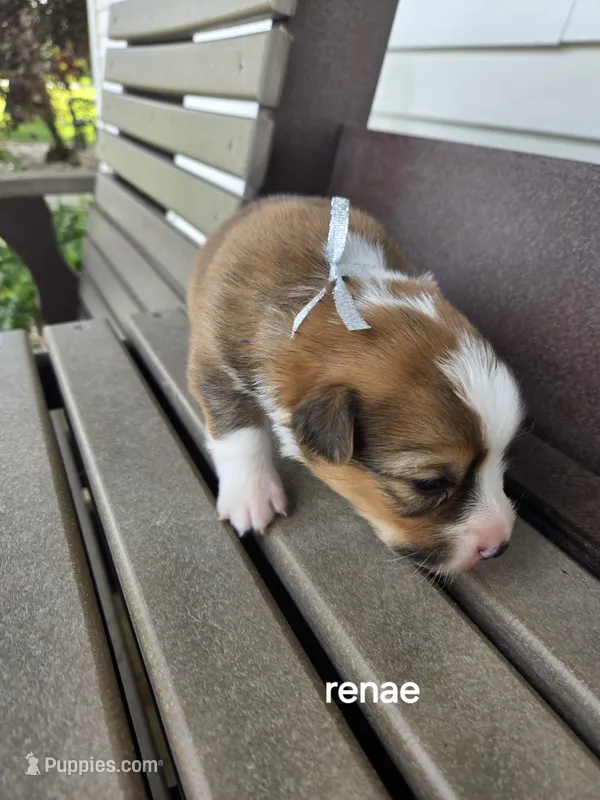 Ranea – Pembroke Welsh Corgi puppy for sale in Grabill, IN