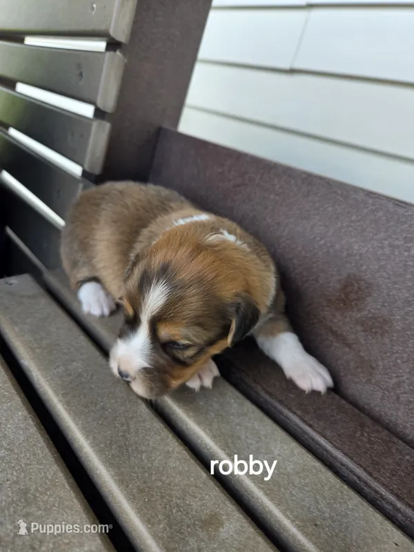 Robby  – Pembroke Welsh Corgi puppy for sale in Grabill, IN
