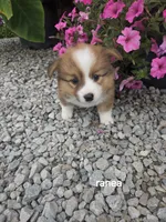 Ranea, a female Pembroke Welsh Corgi for sale in Grabill, IN – 1 of 2