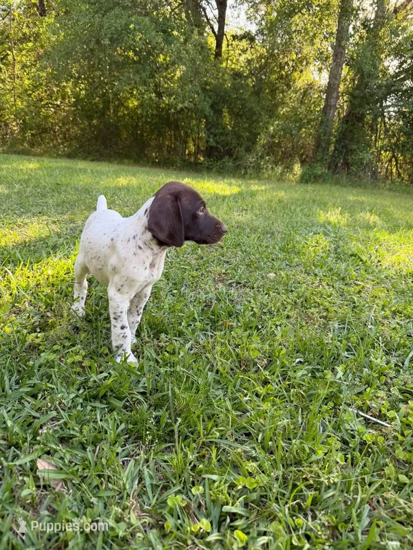 Pup 2 – German Shorthaired Pointer puppy for sale in Graceville, FL