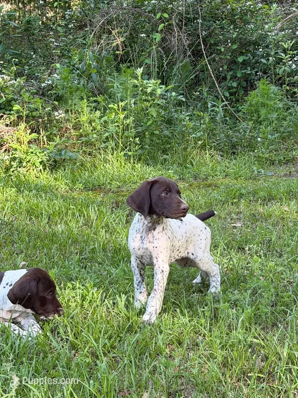 Pup 1 – German Shorthaired Pointer puppy for sale in Graceville, FL