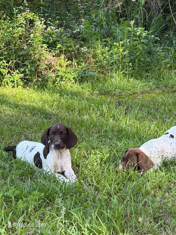 Pup 3 – German Shorthaired Pointer puppy for sale in Graceville, FL
