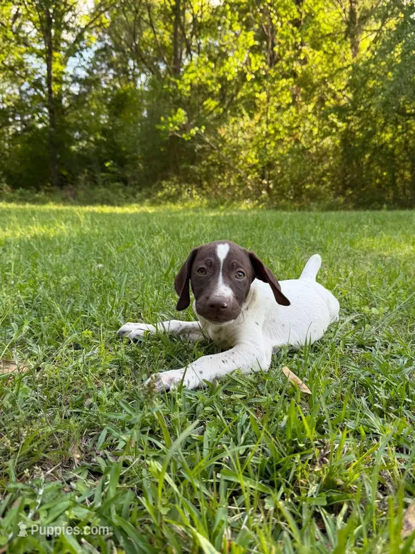 Pup 4 – German Shorthaired Pointer puppy for sale in Graceville, FL