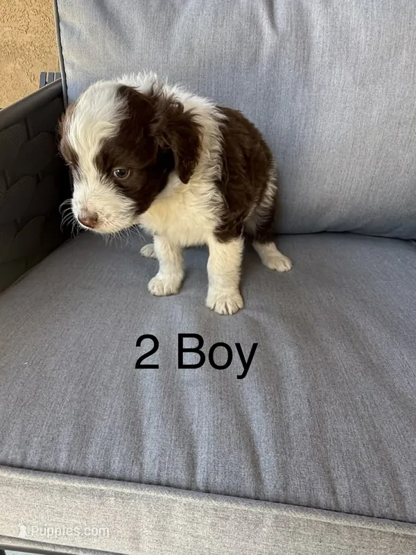 Boy 2 – Aussiedoodle puppy for sale in Norco, CA