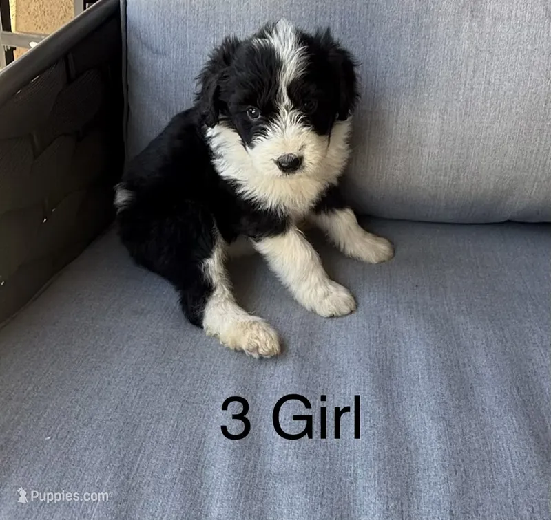 Girl 3 – Aussiedoodle puppy for sale in Norco, CA
