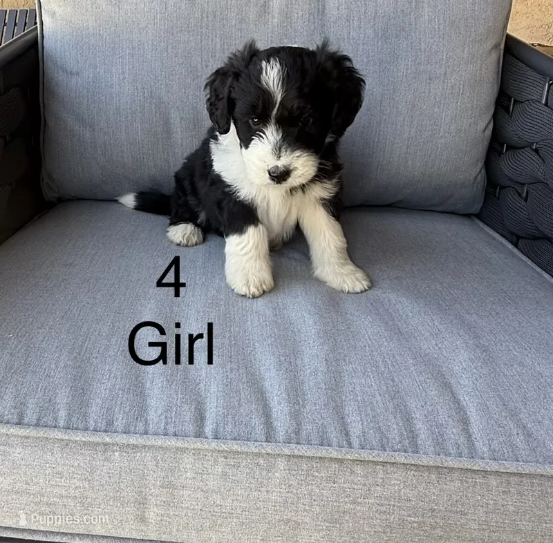 Girl 4 – Aussiedoodle puppy for sale in Norco, CA